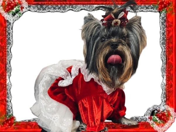 Chumaly puppy