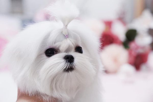 Chumaly puppy