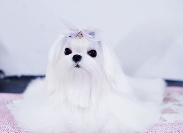 Chumaly puppy